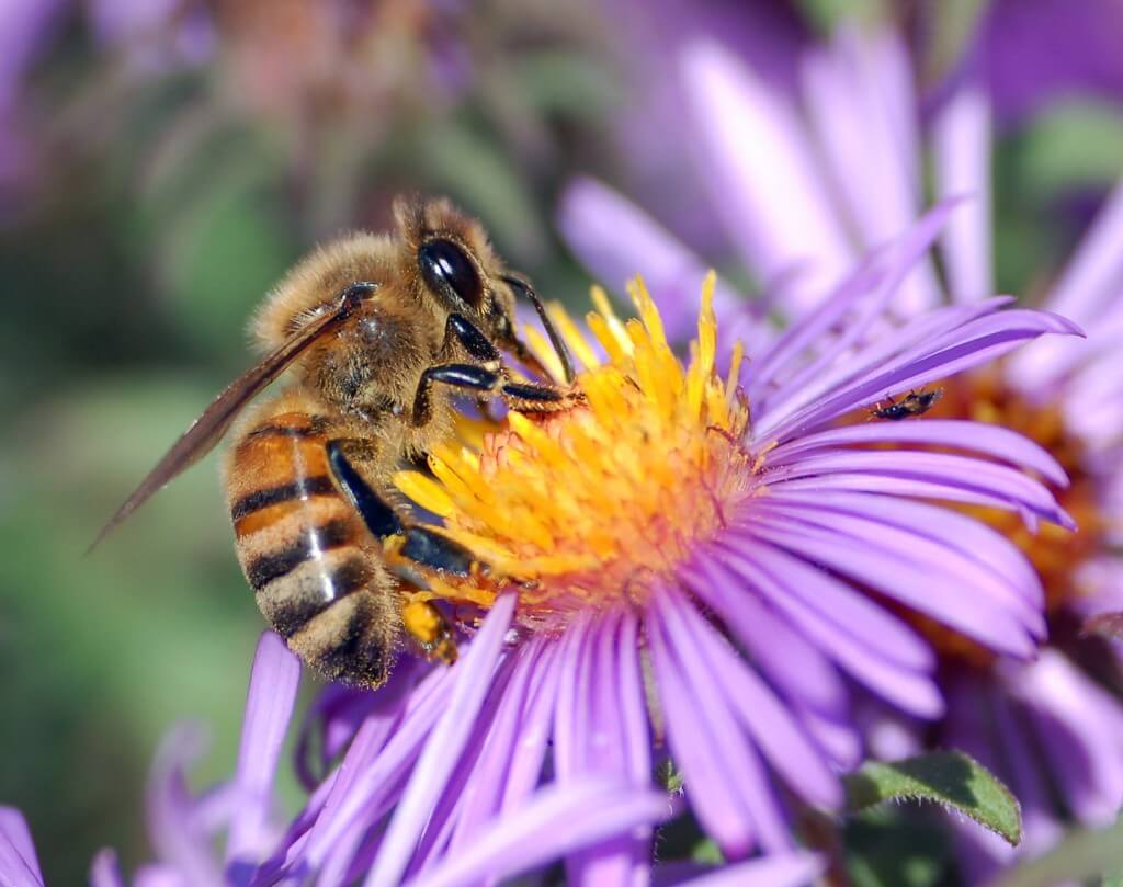 garden ninja honey bee