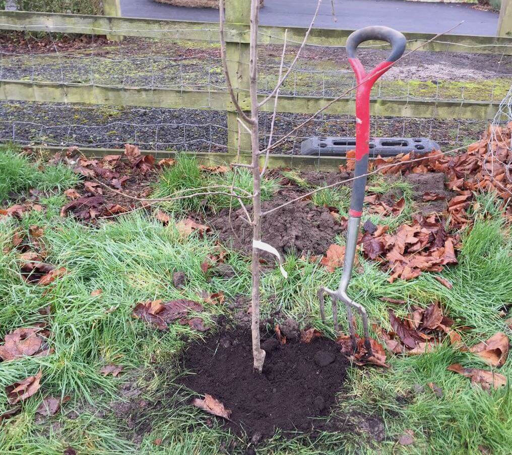 Planting a bare root fruit tree