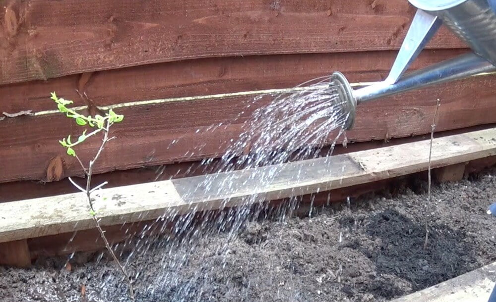 watering bareroot planting