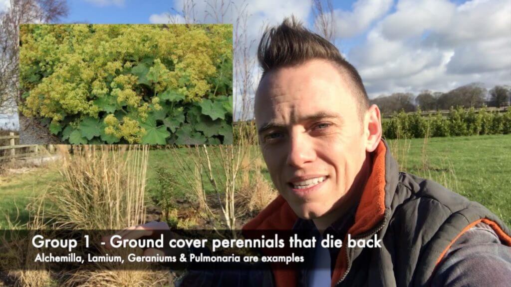ground cover plant pruning