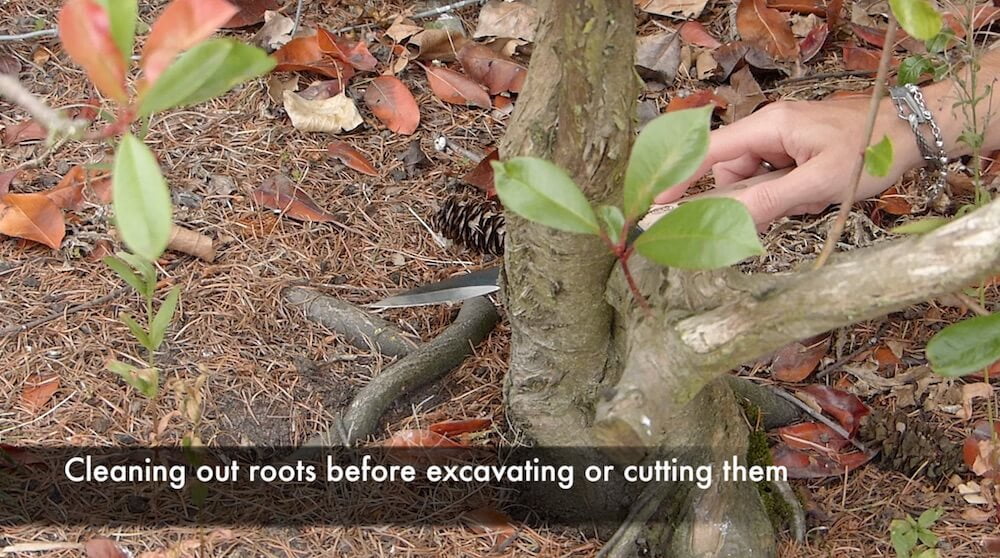 Using a hori hori gardening knife to excavate tree roots