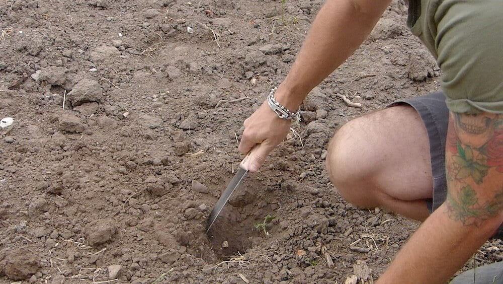 Digging with a hori hori gardening knife