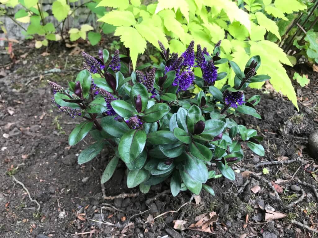 10 plants for shade Hebe purple pixie