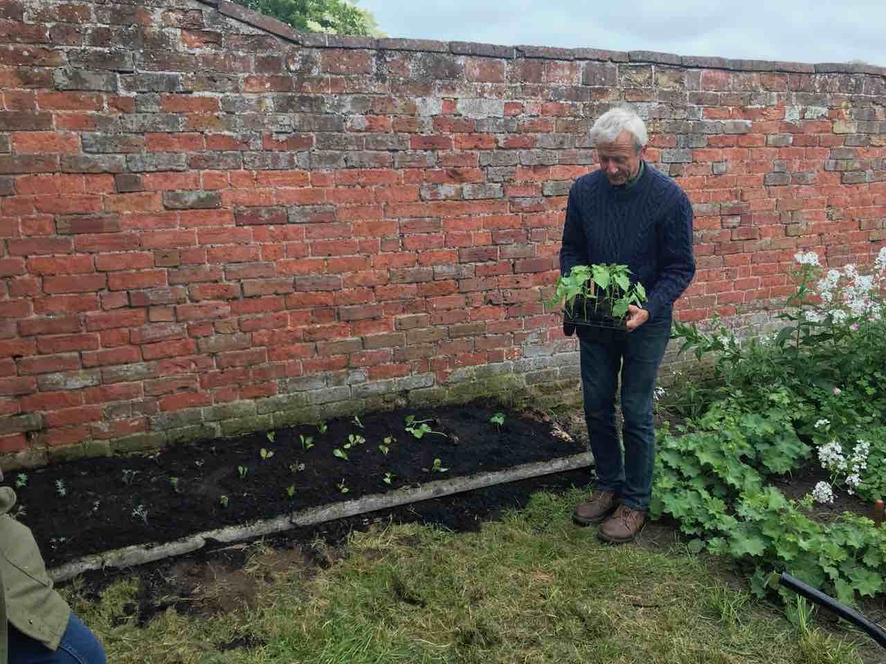 Module grown seedlings planted in a criss-cross pattern in a no dig bed
