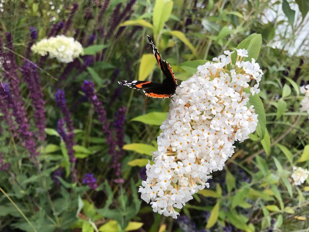 Manchester garden design