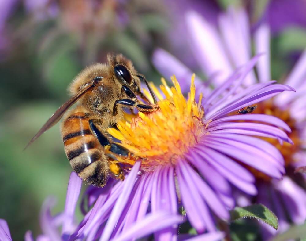 garden ninja honey bee