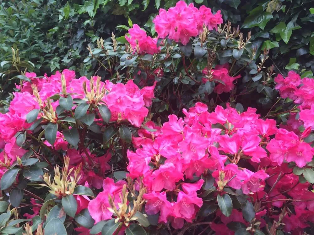 Bright pink azaleas in flower in a garden