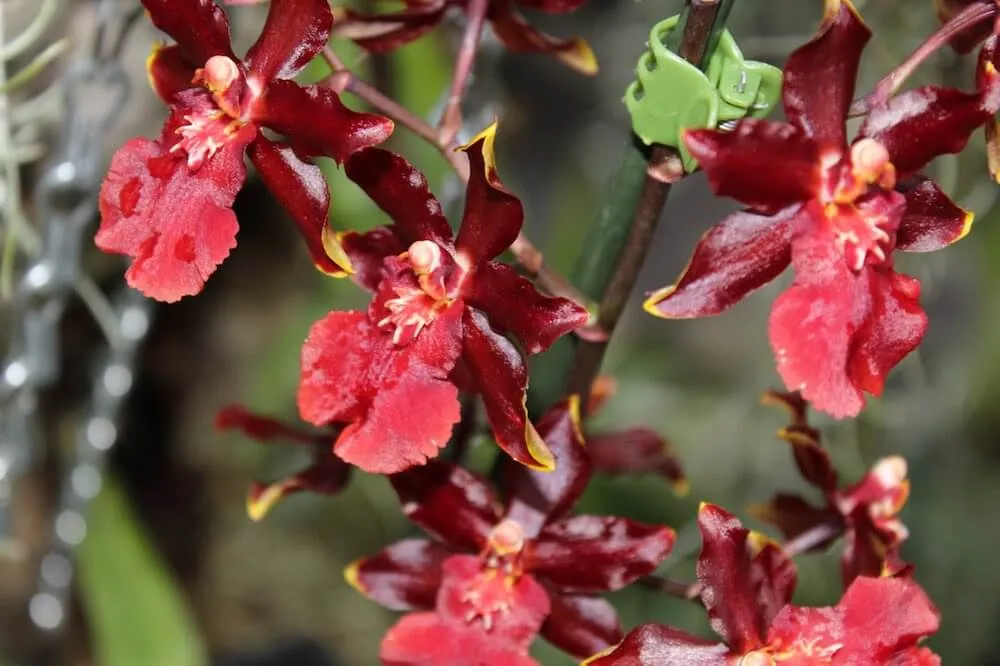 Bright red orchids at Inverness Botanical Gardens
