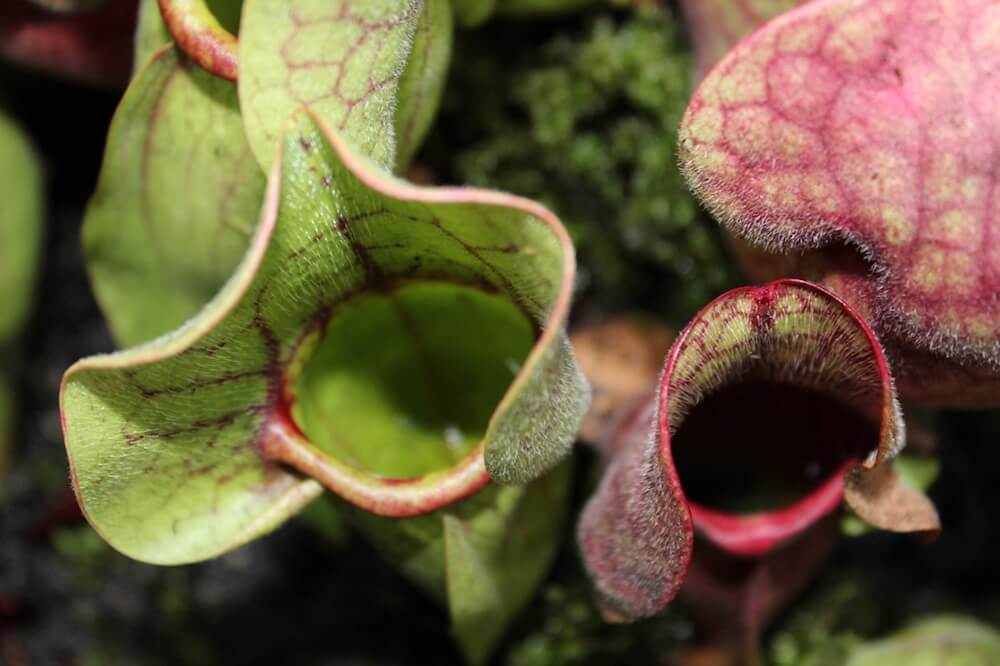 Pitcher plants up close in a tropics houe