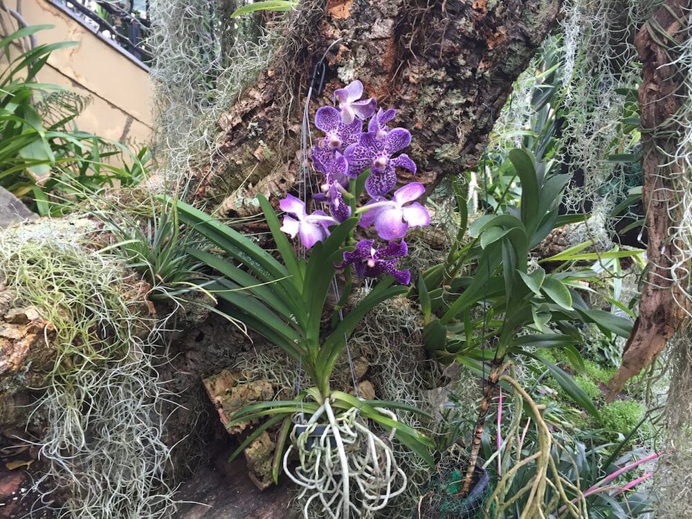 A tree orchid hanging down