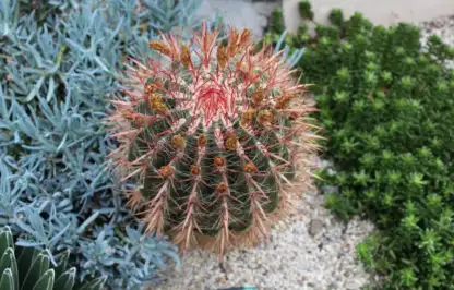 A spiky cactus in a botanical garden