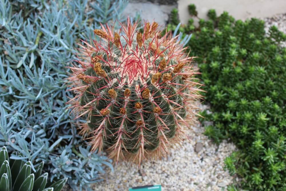 A spiky cactus in a botanical garden