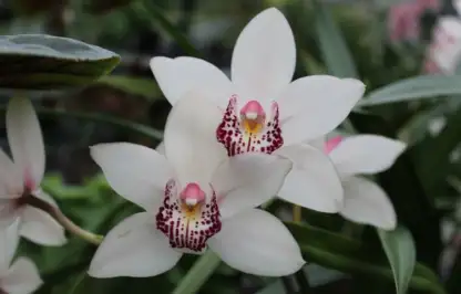 White orchids with pink centres