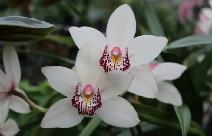 White orchids with pink centres
