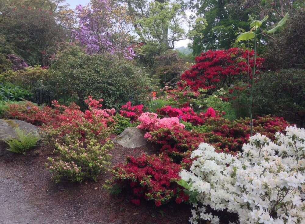 Bodnant gardens rhododendrons