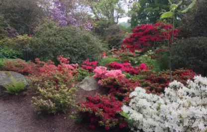 Bodnant gardens rhododendrons