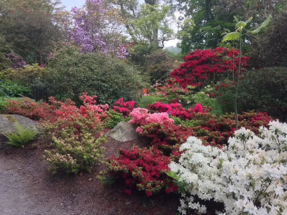 A well drained bed of established rhododendrons at Bodnant Gardens