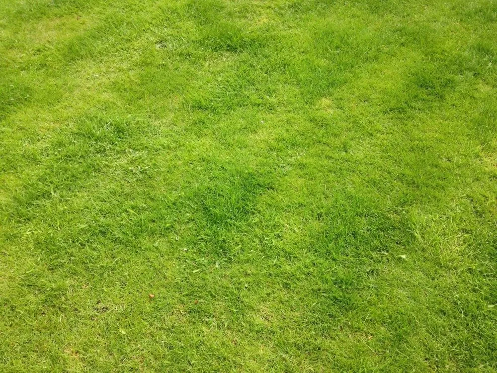 Green lawn garden ninja