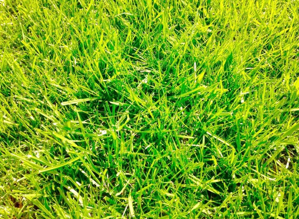 Green grass close up