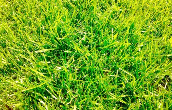 Green grass close up