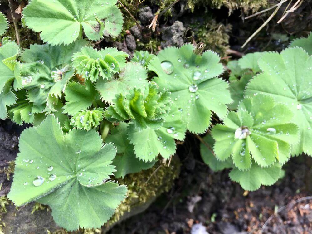 Alchemilla mollis with rain water on its leavs