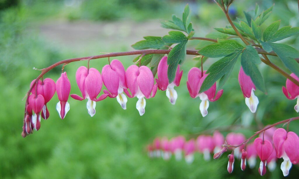 A dicentra flower bleeding heart