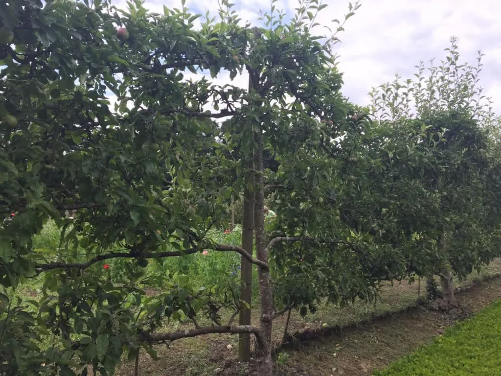 Espalier apple tree trained against garden boundary fence by Garden Ninja