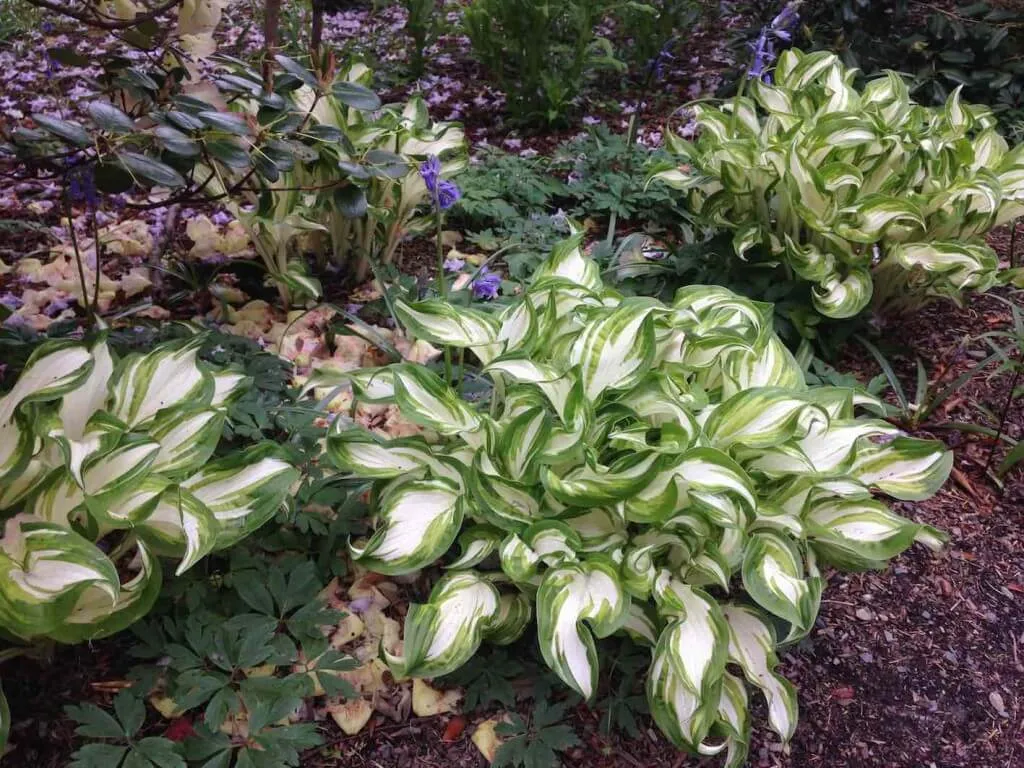 Hostas in a shady garden bed