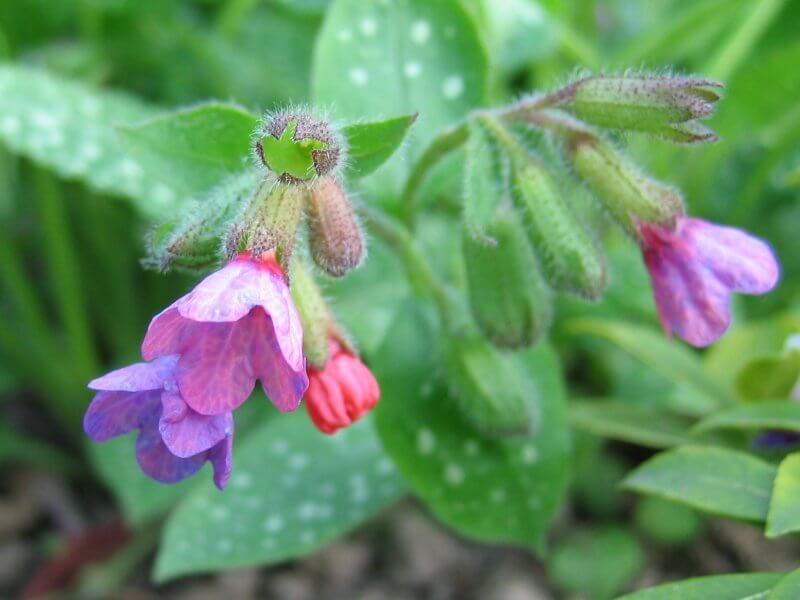 pulmonaria pink flowers