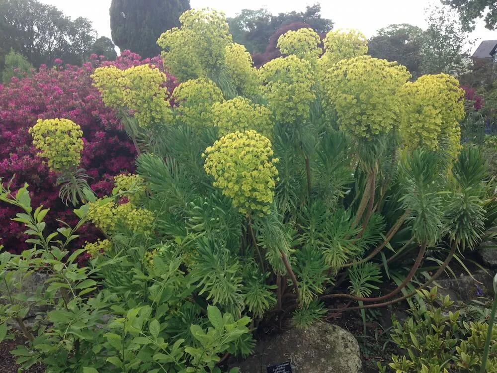 euphorbia characias shade loving