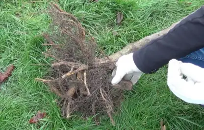 Garden Ninja holding a bare root tree