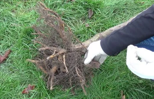 Garden Ninja holding a bare root tree