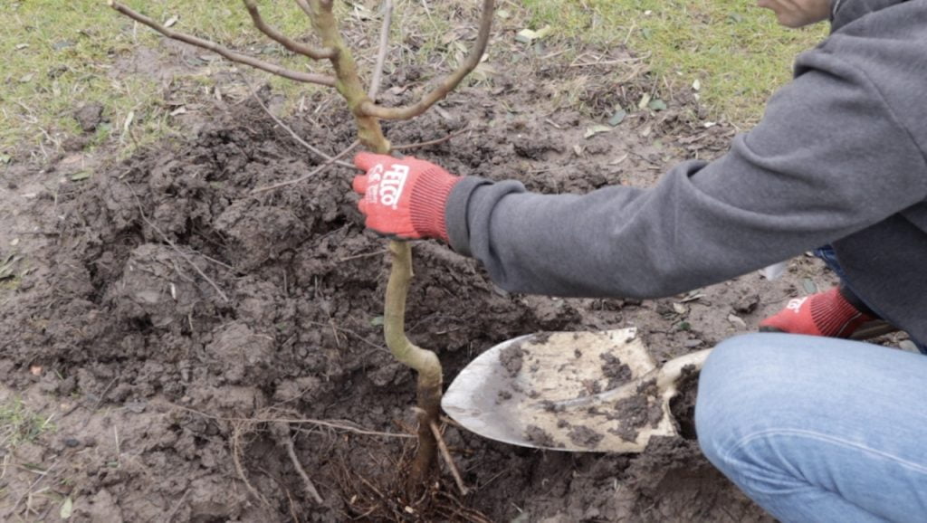 How to backfill a bare root tree