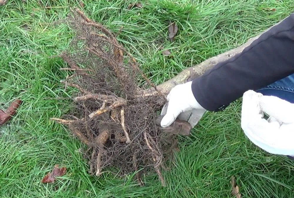 Garden Ninja holding a bare root tree