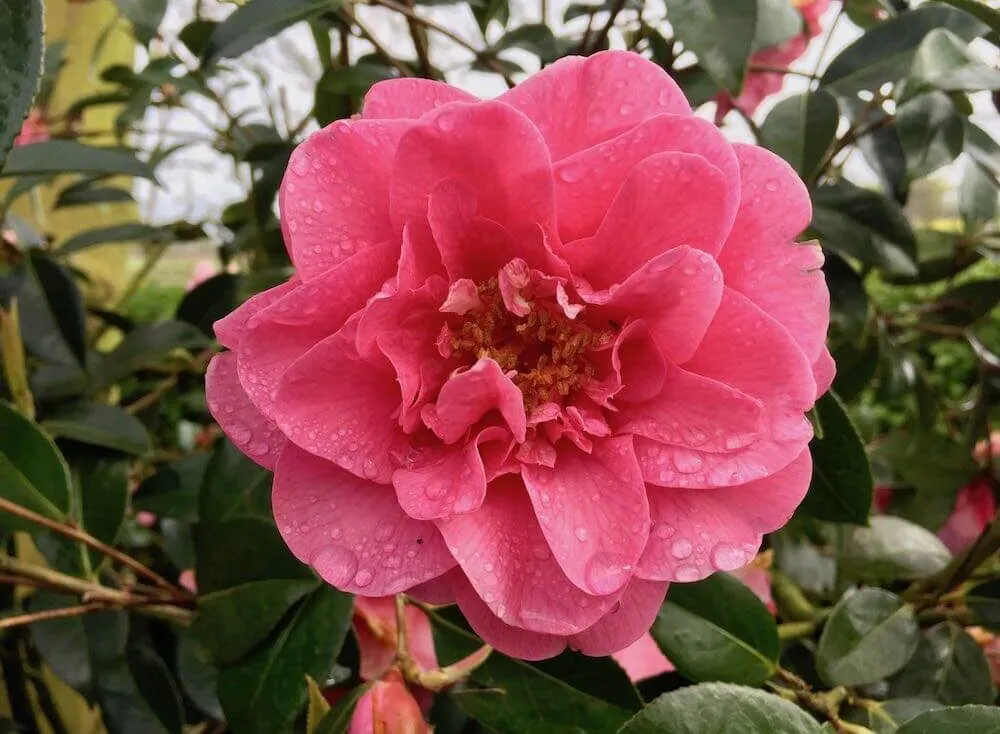 A pink floribunda climbing rose