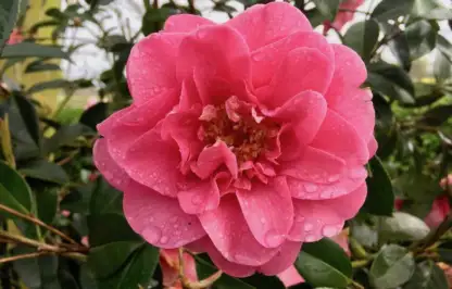 A pink floribunda climbing rose