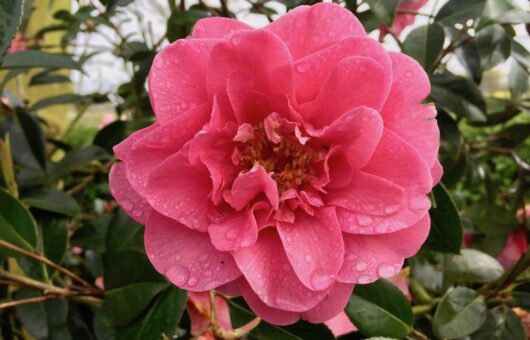 A pink floribunda climbing rose