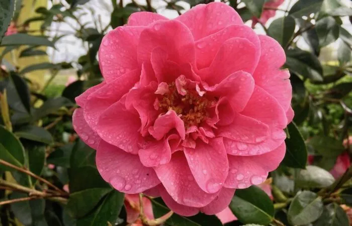 A pink floribunda climbing rose
