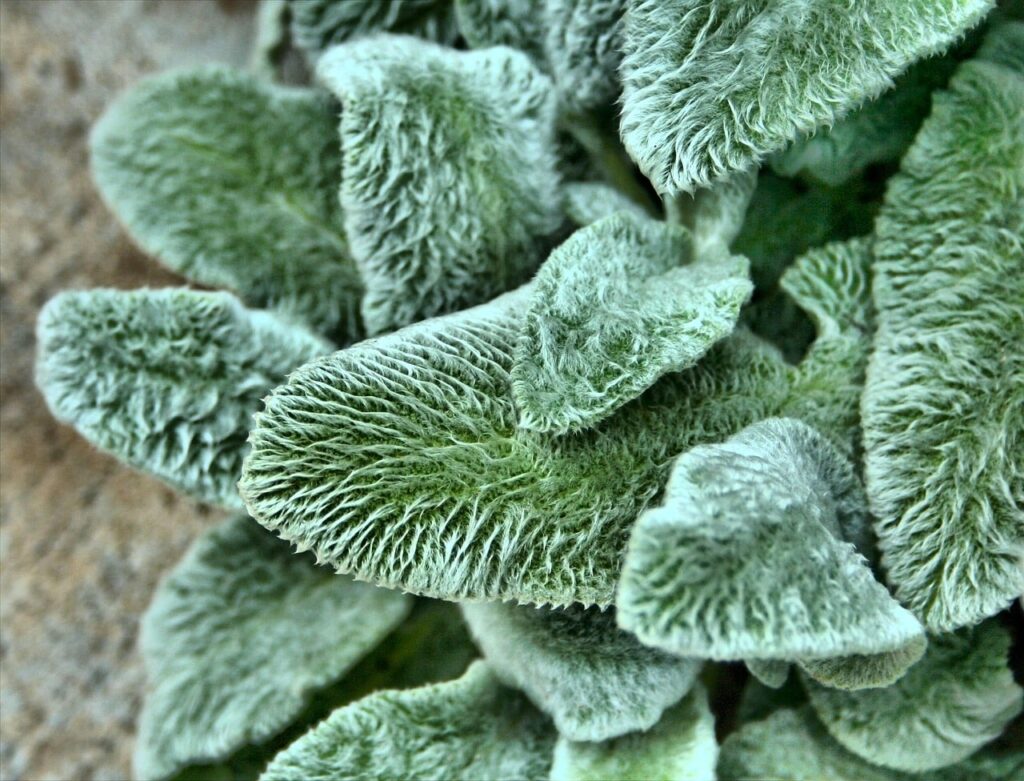 Lambs ear