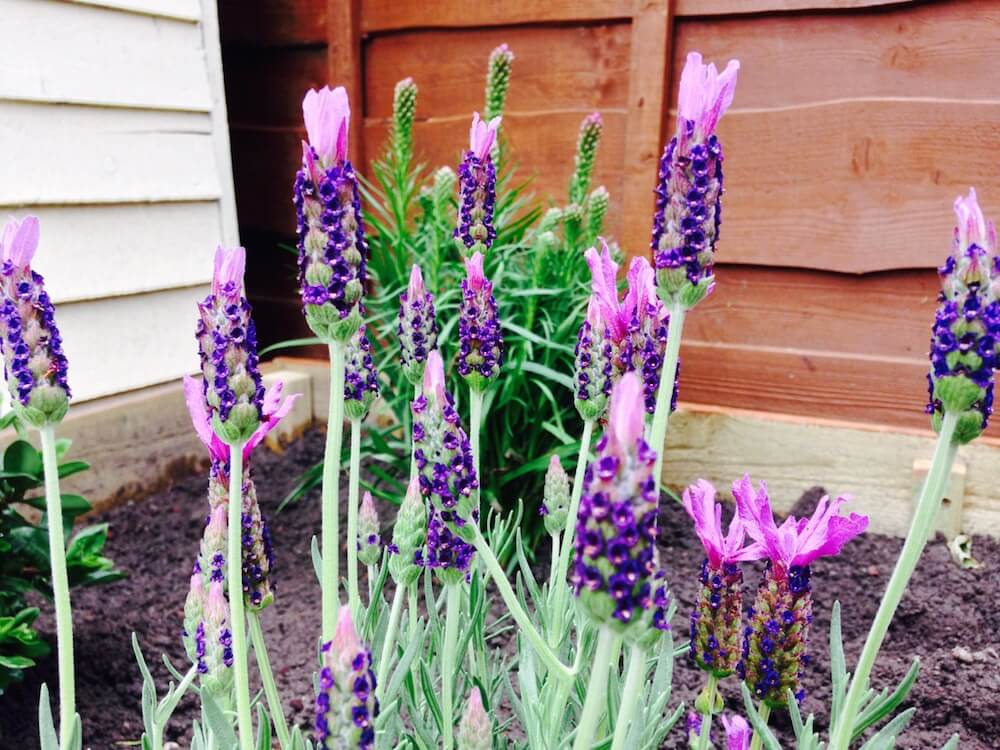 Lavender sensory planting