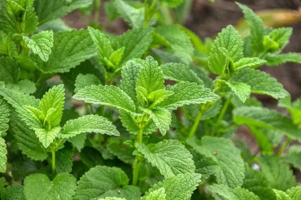 Sensory plants for smell