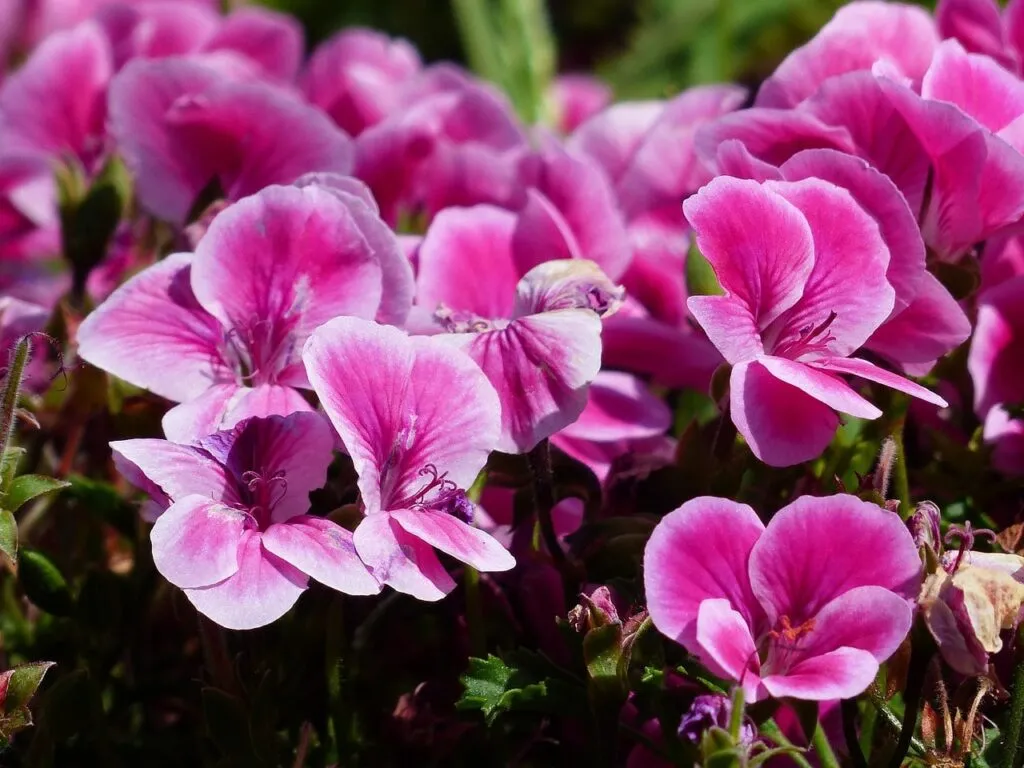 Sensory plants guide