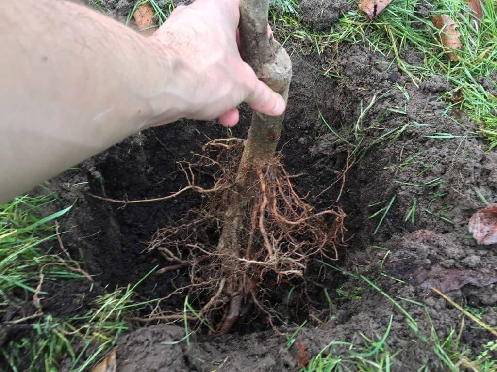 Putting bare root trees in a planting hole