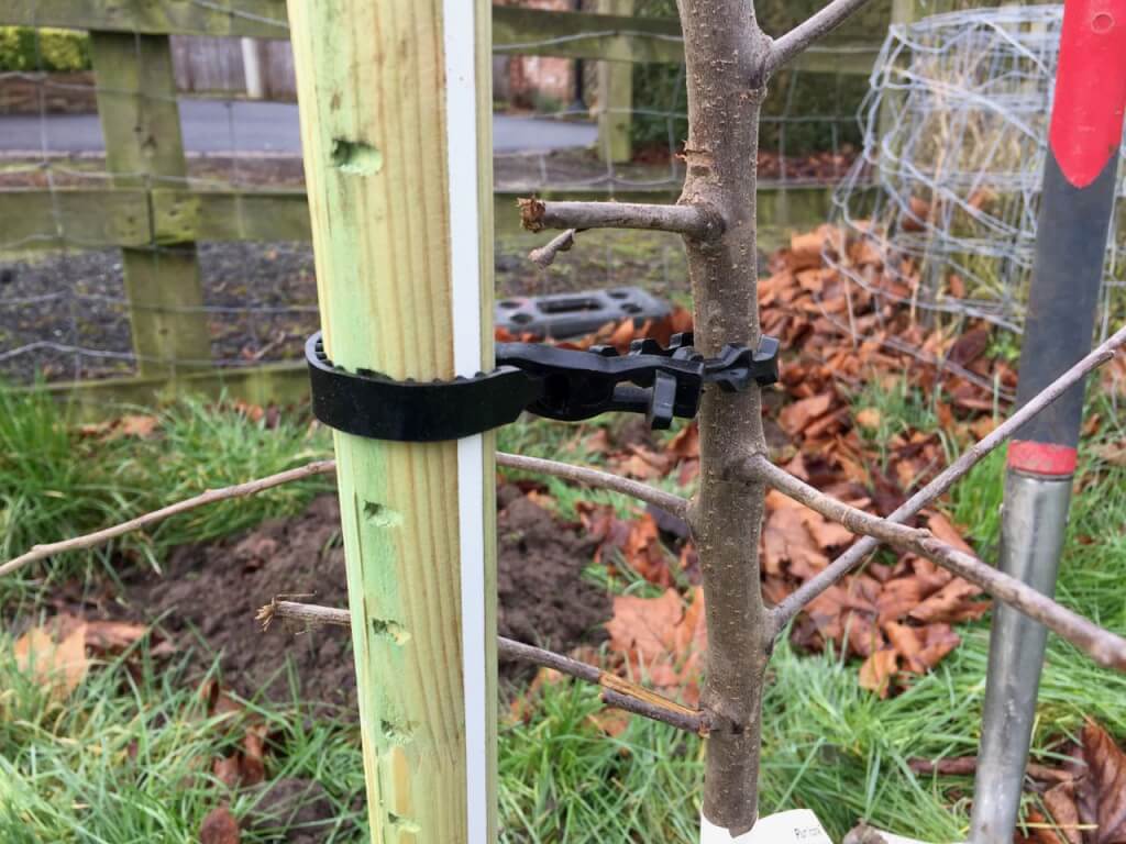 Tree ties and stakes used to support newly planted bare root trees