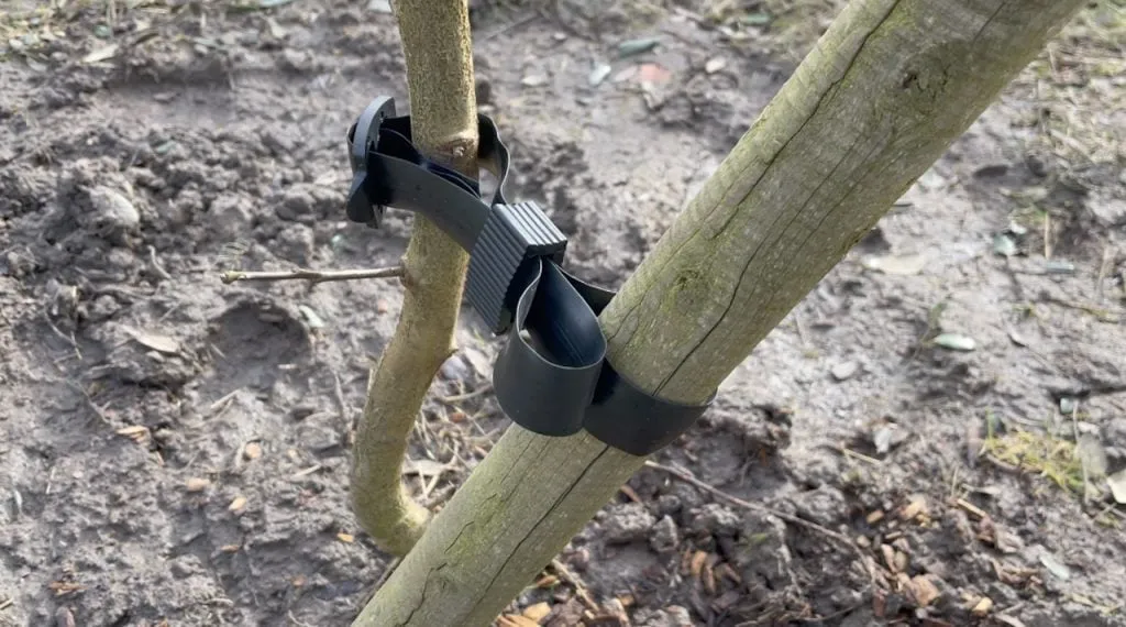 A rubber tree tie around a tree