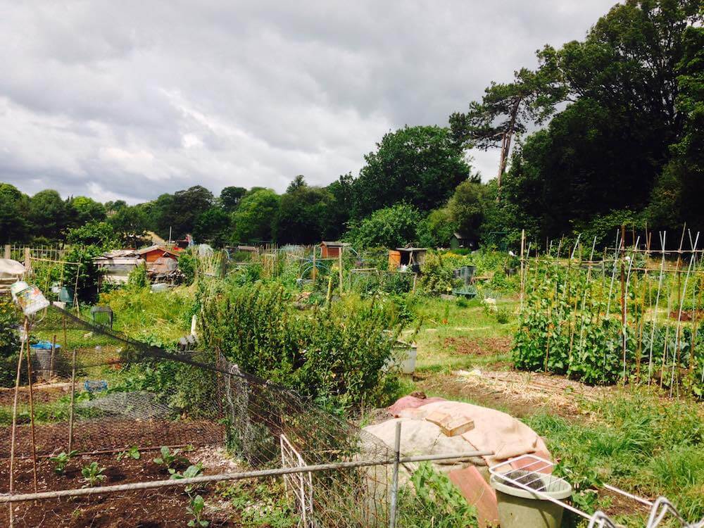 allotment garden ninja