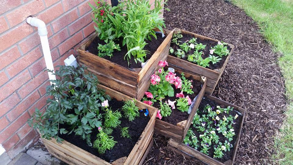 apple-crate-planting