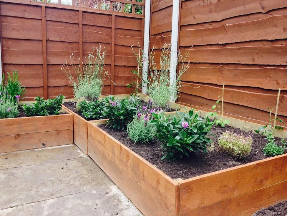 Lavender in a raised bed