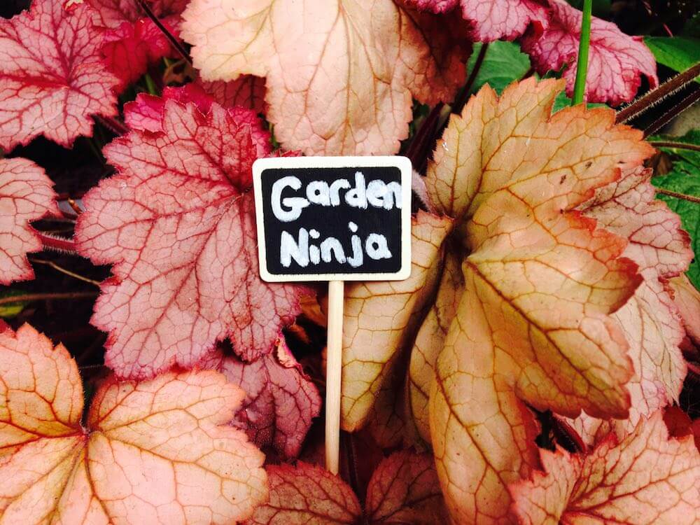 A purple leaved Heuchera growing in a border behind a Garden Ninja sign