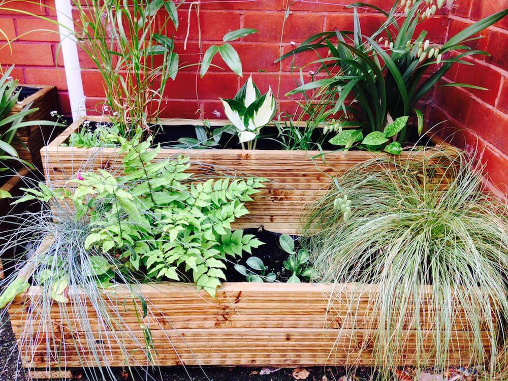 A close up of a fern in a raised bed